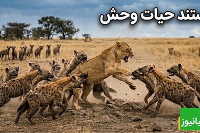 درس هایی از طبیعت؛ مستند حیات وحش/ اتحاد گله کفتار ها روی سلطان جنگل را کم کرد/وقتی استراتژی بر قدرت غلبه می‌کند+فیلم