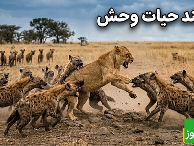 درس هایی از طبیعت؛ مستند حیات وحش/ اتحاد گله کفتار ها روی سلطان جنگل را کم کرد/وقتی استراتژی بر قدرت غلبه می‌کند+فیلم