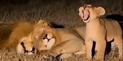 (ویدئو) مستند حیات وحش، راز بقا؛ این داستان: بی رحمی ماده شیر نسبت به توله شیر وروجک/ شیر نر در مقابل سختگیری های مادر خانواده به ناچار سکوت اختیار کرد