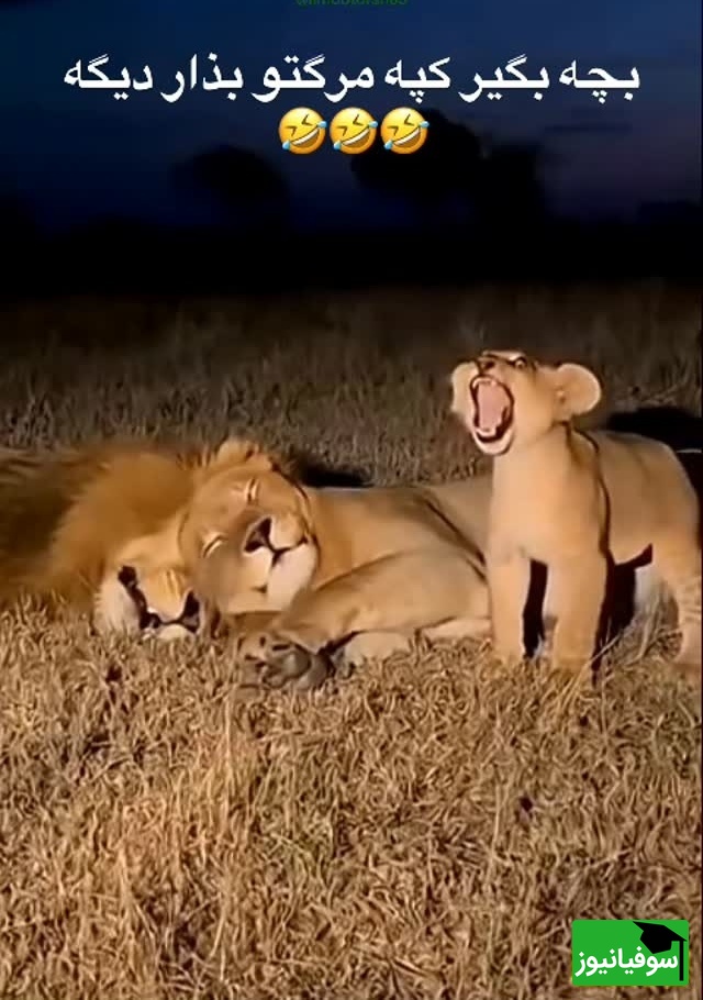 (ویدئو) مستند حیات وحش، راز بقا؛ این داستان: بی رحمی ماده شیر نسبت به توله شیر وروجک/ شیر نر در مقابل سختگیری های مادر خانواده به ناچار سکوت اختیار کرد