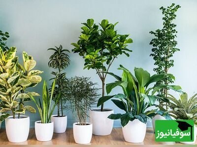 (ویدیو) عجیب اما واقعی، گیاهان صحبت می‌کنند!