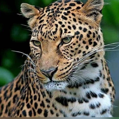 ویدئوی حیات وحش روز | پلنگ ایرانی در حرکتی که شاید اصلاً متوجهش نشوید!