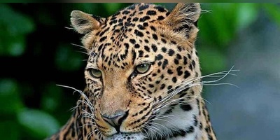 ویدئوی حیات وحش روز | پلنگ ایرانی در حرکتی که شاید اصلاً متوجهش نشوید!