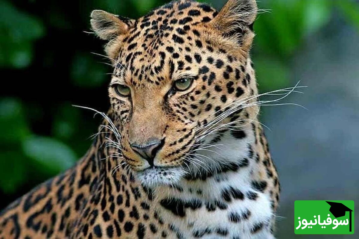 ویدئوی حیات وحش روز | پلنگ ایرانی در حرکتی که شاید اصلاً متوجهش نشوید!