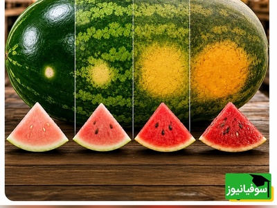 باباها بخوانند؛ راز انتخاب هندوانه شیرین و قرمز در چند ثانیه + عکس