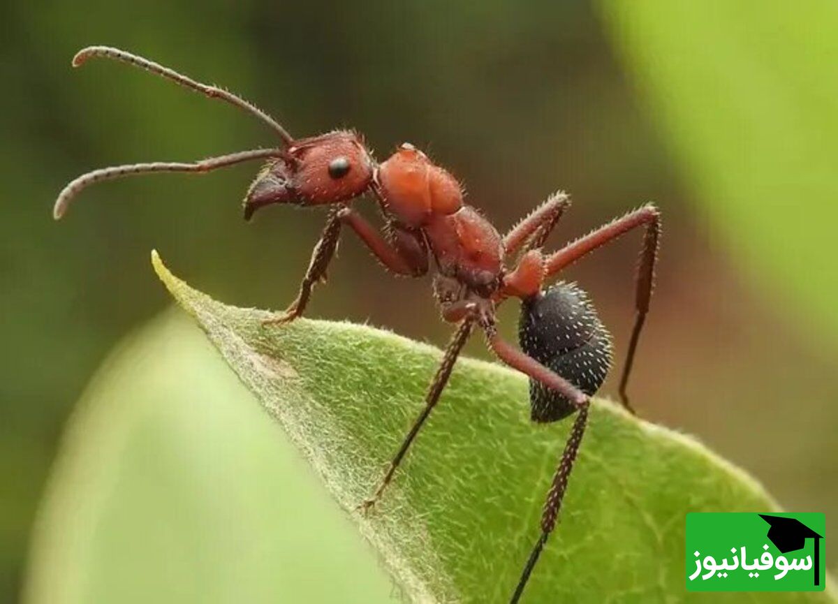 چالش برای کسایی که ادعای تیزبینی دارند! / مورچه رو پیدا کن