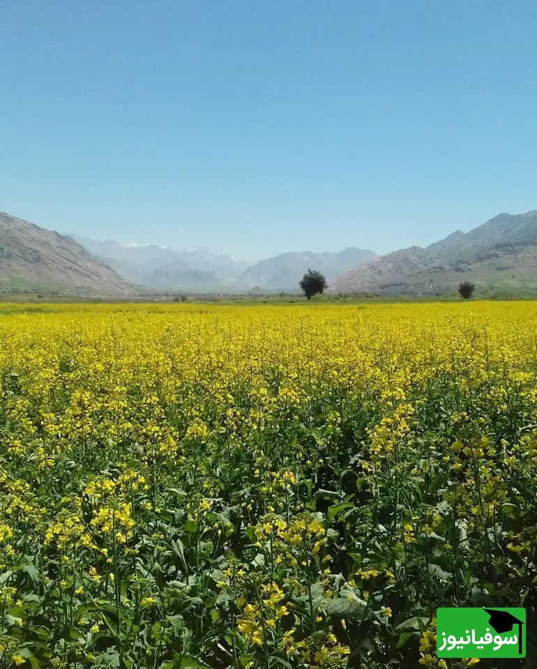 عکس از: سایت Google Maps