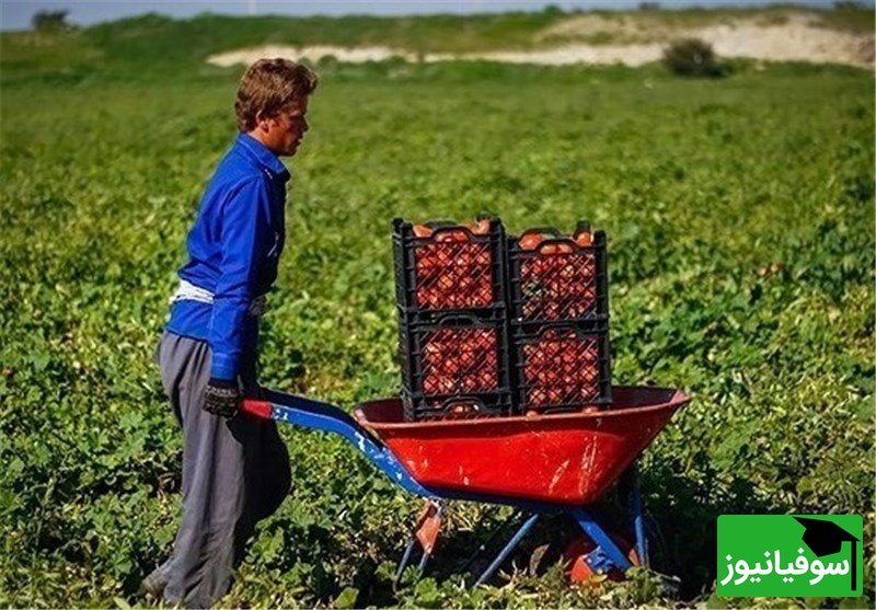 خلاقیت تحسین‌برانگیز و خنده‌دار "کشاورز تبریزی" در تبدیل تایر کهنه به باغی از بهشت حماسه ساز شد/خلاق تویی، بقیه اداتو در میارن داداش😂