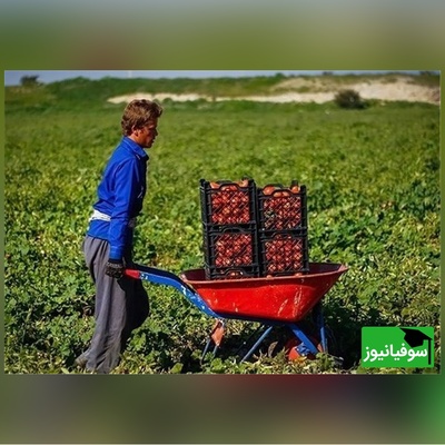 خلاقیت تحسین‌برانگیز و خنده‌دار "کشاورز تبریزی" در تبدیل تایر کهنه به باغی از بهشت حماسه ساز شد/خلاق تویی، بقیه اداتو در میارن داداش😂