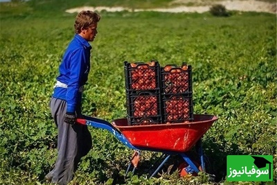 خلاقیت تحسین‌برانگیز و خنده‌دار "کشاورز تبریزی" در تبدیل تایر کهنه به باغی از بهشت حماسه ساز شد/خلاق تویی، بقیه اداتو در میارن داداش😂