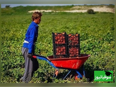 خلاقیت تحسین‌برانگیز و خنده‌دار "کشاورز تبریزی" در تبدیل تایر کهنه به باغی از بهشت حماسه ساز شد/خلاق تویی، بقیه اداتو در میارن داداش😂