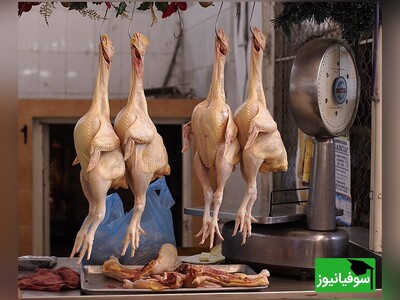 (ویدئو) تولید انرژی سبز با تبدیل چربی مرغ به دستگاه ذخیرۀ انرژی