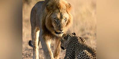 فیلم/ورق هایی از کتاب طبیعت؛ مستند حیات وحش/انتقام پیروزمندانه شیرهای داغدار از پلنگ، شکارچیِ بی رحمِ جنگل/ یک خانواده هیچوقت پشت همدیگه رو خالی نمیکنه!