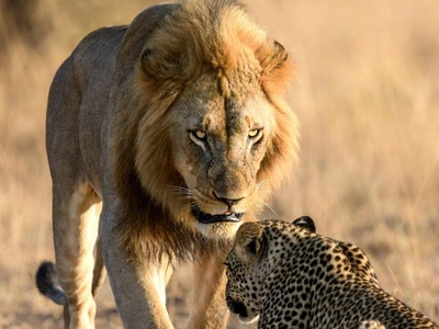 فیلم/ورق هایی از کتاب طبیعت؛ مستند حیات وحش/انتقام پیروزمندانه شیرهای داغدار از پلنگ، شکارچیِ بی رحمِ جنگل/ یک خانواده هیچوقت پشت همدیگه رو خالی نمیکنه!