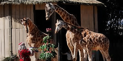 (ویدیو) مستند حیات وحش: خوراکی‌های کریسمسی و حیوانات خوشحال/ حال‌وهوای متفاوت در باغ‌وحش برلین