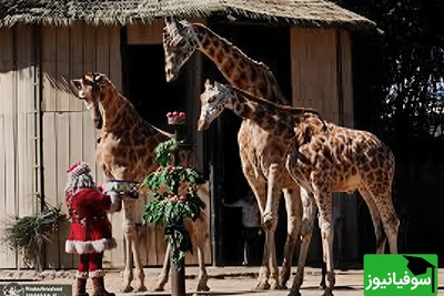 (ویدیو) مستند حیات وحش: خوراکی‌های کریسمسی و حیوانات خوشحال/ حال‌وهوای متفاوت در باغ‌وحش برلین