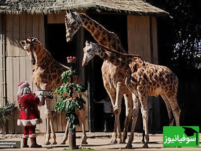 (ویدیو) مستند حیات وحش: خوراکی‌های کریسمسی و حیوانات خوشحال/ حال‌وهوای متفاوت در باغ‌وحش برلین