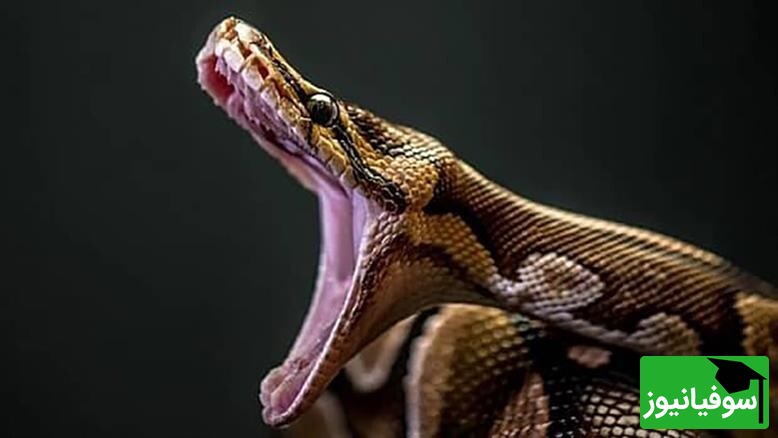 (ویدیو) مستند حیات وحش روز/راز بقا، این داستان: میمون و مار