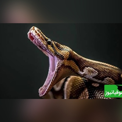 (ویدیو) مستند حیات وحش روز/راز بقا، این داستان: میمون و مار