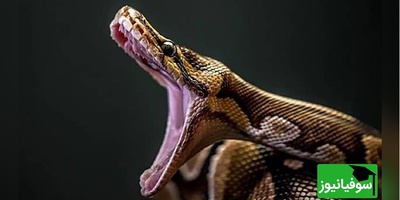 (ویدیو) مستند حیات وحش روز/راز بقا، این داستان: میمون و مار