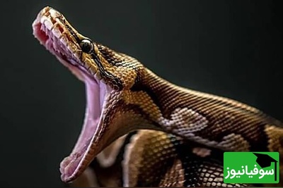 (ویدیو) مستند حیات وحش روز/راز بقا، این داستان: میمون و مار