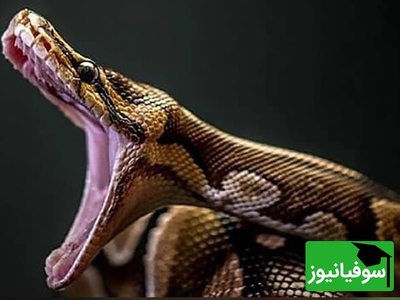 (ویدیو) مستند حیات وحش روز/راز بقا، این داستان: میمون و مار