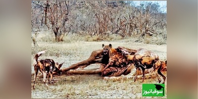 (ویدئو) ویژه علاقه‌مندان به مستند حیات وحش / راز بقا:  در صحنه‌ای شگفت‌انگیز از حیات‌وحش پنهان شدن عجیب کفتار داخل لاشه زرافه دیدنی ست+ ویدئو