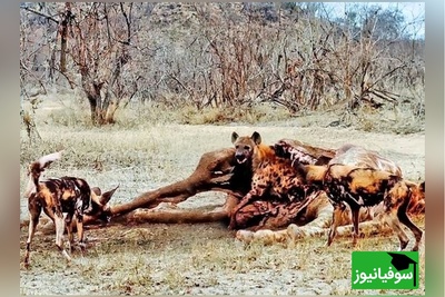 (ویدئو) ویژه علاقه‌مندان به مستند حیات وحش / راز بقا:  در صحنه‌ای شگفت‌انگیز از حیات‌وحش پنهان شدن عجیب کفتار داخل لاشه زرافه دیدنی ست+ ویدئو