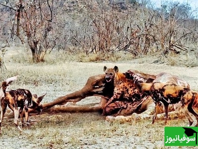 (ویدئو) ویژه علاقه‌مندان به مستند حیات وحش / راز بقا:  در صحنه‌ای شگفت‌انگیز از حیات‌وحش پنهان شدن عجیب کفتار داخل لاشه زرافه دیدنی ست+ ویدئو