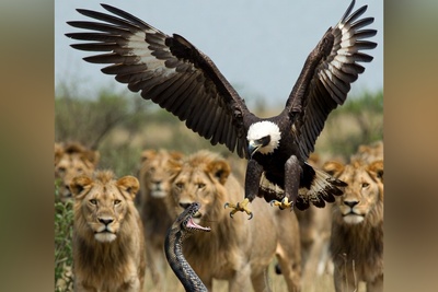 (ویدئو) نجات معجزه‌آسای عقاب از چنگال مار آفریقایی