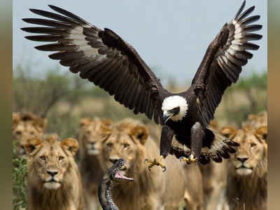 (ویدئو) نجات معجزه‌آسای عقاب از چنگال مار آفریقایی