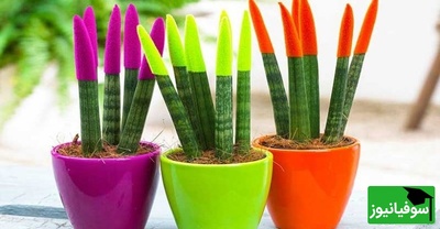 نحوه نگهداری و پرورش گل سانسوریا