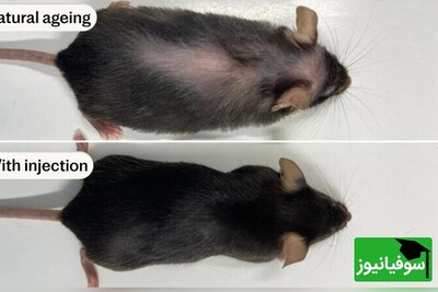 انقلابی در پزشکی؛ داروی ضدپیری جدید عمر موش‌ها را 25 درصد افزایش می‌دهد!