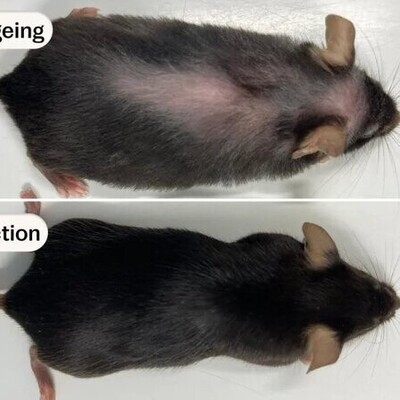 انقلابی در پزشکی؛ داروی ضدپیری جدید عمر موش‌ها را 25 درصد افزایش می‌دهد!