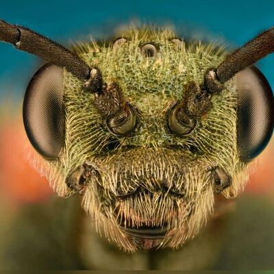 عکس‌های ماکرو فوق‌العاده زیبا از حشرات