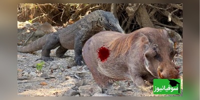 مستند حیات وحش/ سلاخی و زنده‌خواری وحشتناک گراز وحشی توسط اژدهای کومودو