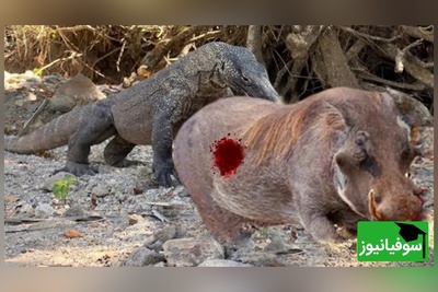 مستند حیات وحش/ سلاخی و زنده‌خواری وحشتناک گراز وحشی توسط اژدهای کومودو