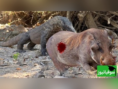 مستند حیات وحش/ سلاخی و زنده‌خواری وحشتناک گراز وحشی توسط اژدهای کومودو