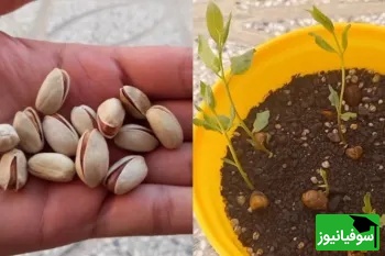 نحوه کاشت درخت پسته / آبیاری و کود مناسب برای پرورش پسته+ ویدیو