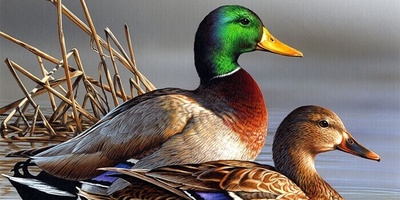 ویدیو| داستان کوتاه و عبرت‌آموز «گمان مرغابی» در کلیله و دمنه