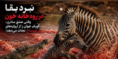 ویدیو | اشک و وحشت در رودخانه مرگ؛ لحظه‌ای که مادر فداکار، بچه‌گورخرش را از دهان تمساح بیرون کشید!