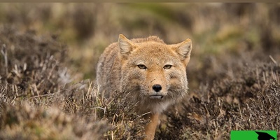 (ویدئو) مرموزترین شکارچی هیمالیا: روباهی که شبیه آدم عصبانیه!