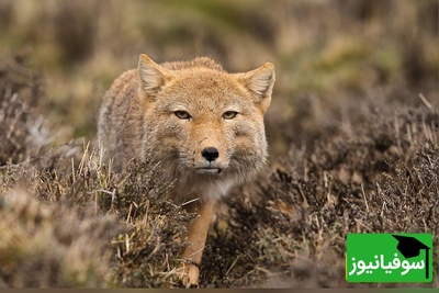 (ویدئو) مرموزترین شکارچی هیمالیا: روباهی که شبیه آدم عصبانیه!