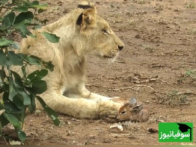 ویدئوی حیات وحش روز؛ این ماجرای راز بقا: وقتی غریزه مادری، سلطان جنگل را رام کرد! ویدئوی وایرالی که اشکتان را درمی‌آورد
