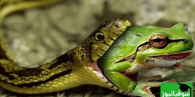 (ویدیو) مستند حیات وحش/نبرد مرگ و زندگی; جهش معجزه‌آسای قورباغه از چنگ مار