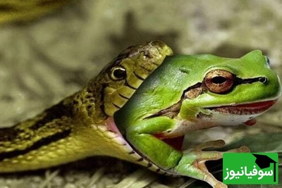 (ویدیو) مستند حیات وحش/نبرد مرگ و زندگی; جهش معجزه‌آسای قورباغه از چنگ مار