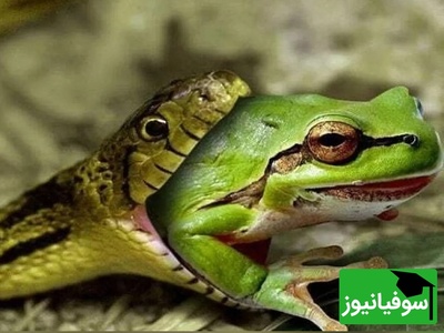 (ویدیو) مستند حیات وحش/نبرد مرگ و زندگی; جهش معجزه‌آسای قورباغه از چنگ مار