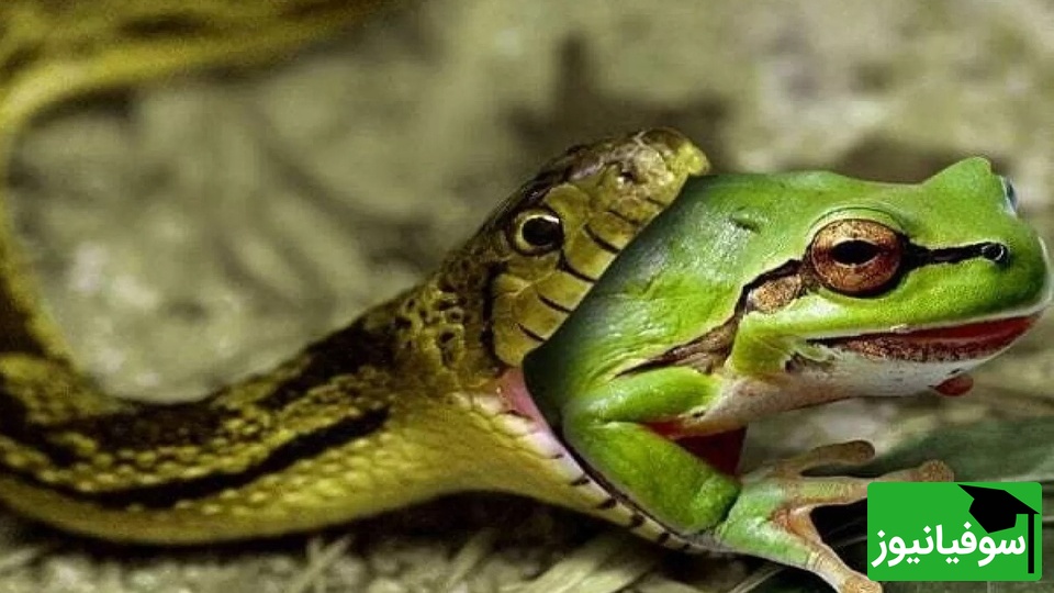 (ویدیو) مستند حیات وحش/نبرد مرگ و زندگی; جهش معجزه‌آسای قورباغه از چنگ مار