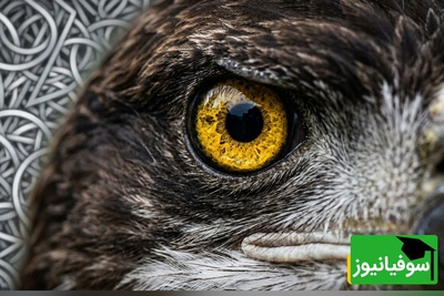 فقط نابغه‌ها در 8 ثانیه «حلقه گمشده» را پیدا می‌کنند! شما می‌توانید؟