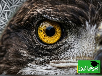 فقط نابغه‌ها در 8 ثانیه «حلقه گمشده» را پیدا می‌کنند! شما می‌توانید؟